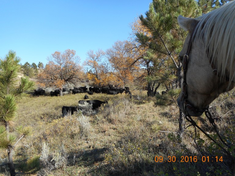 Fall & cattle0217.jpg