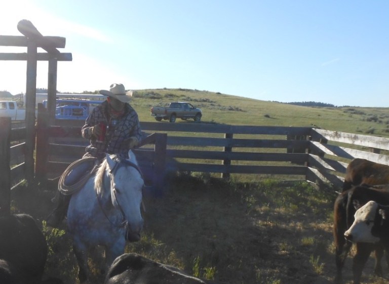 Penning heifers in the alley