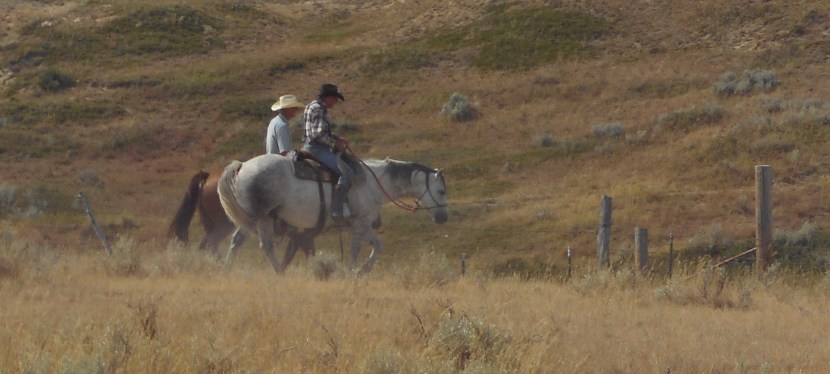 Preg Testing Heifers