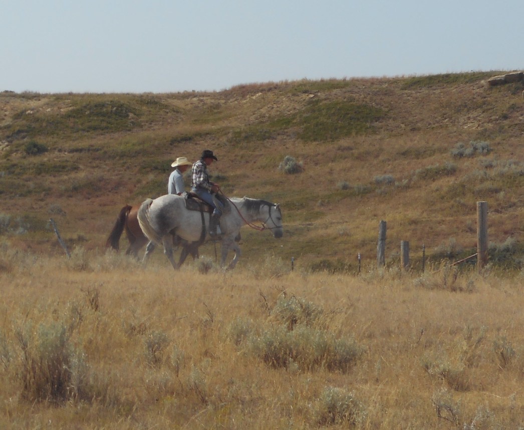 Bringing heifers in to pregnancy check