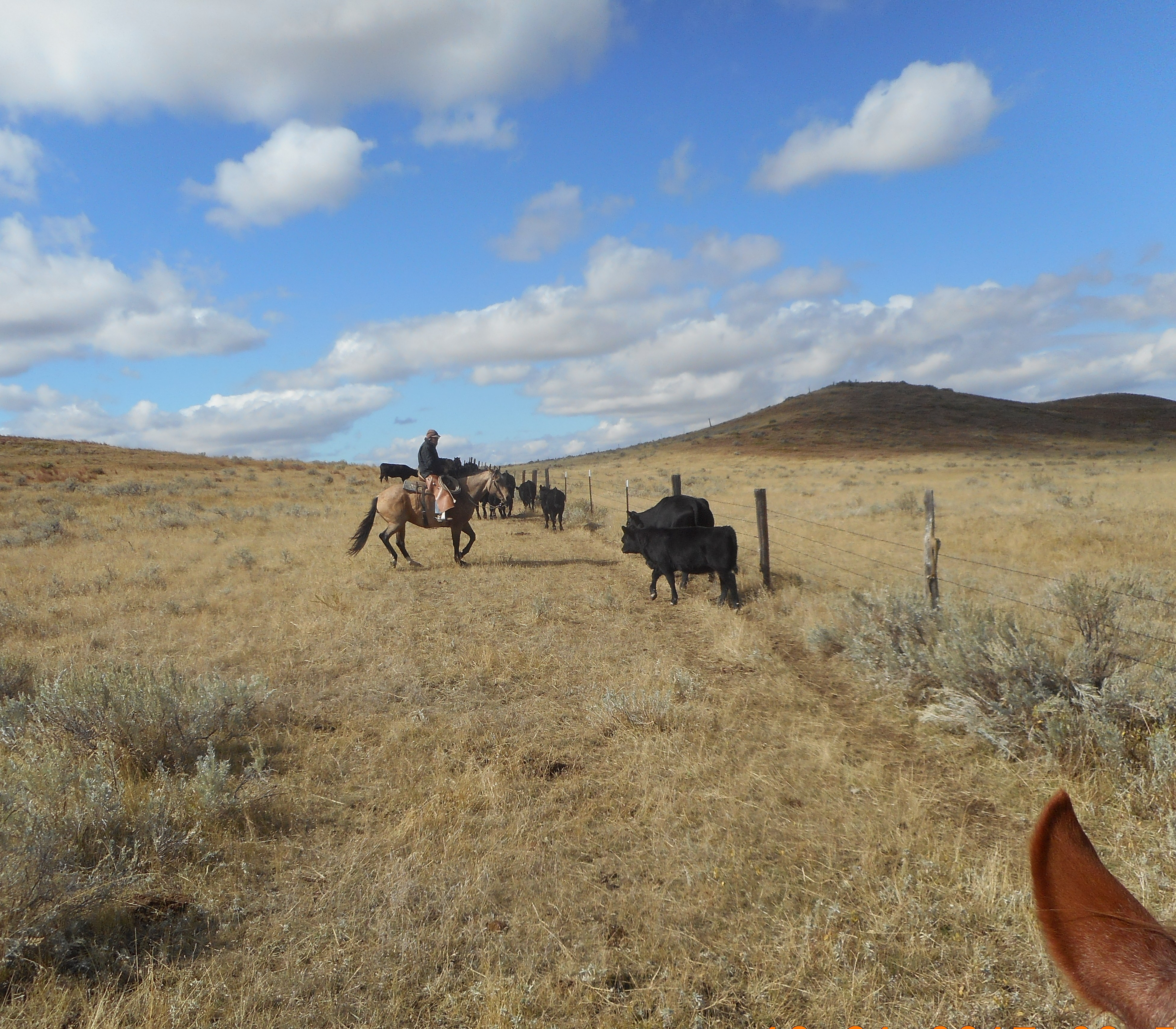 Sonny on Rebel cutting pair out