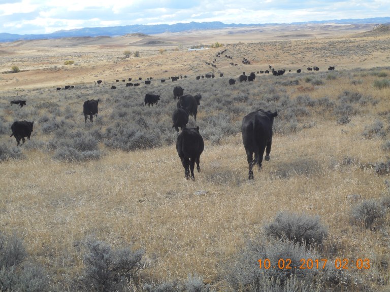 Trailing cattle