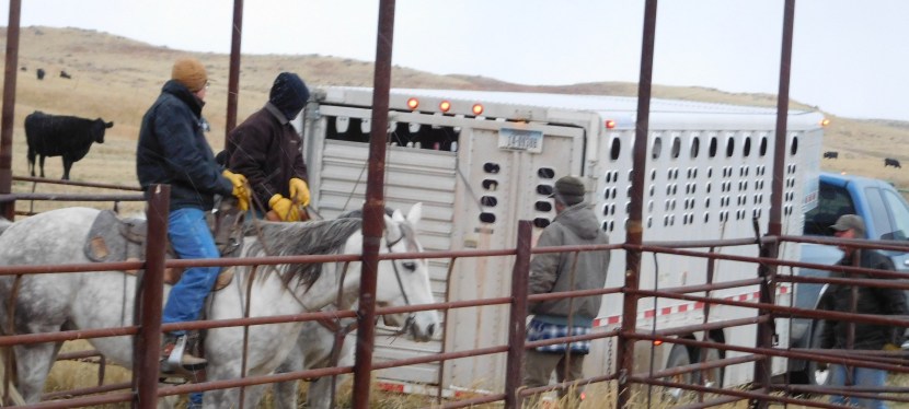 Shipping steer calves