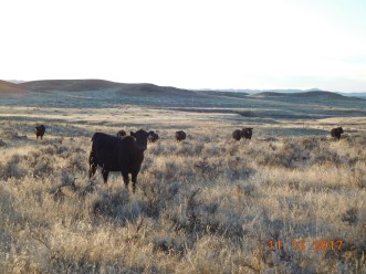 20171113 Yearling heifers16
