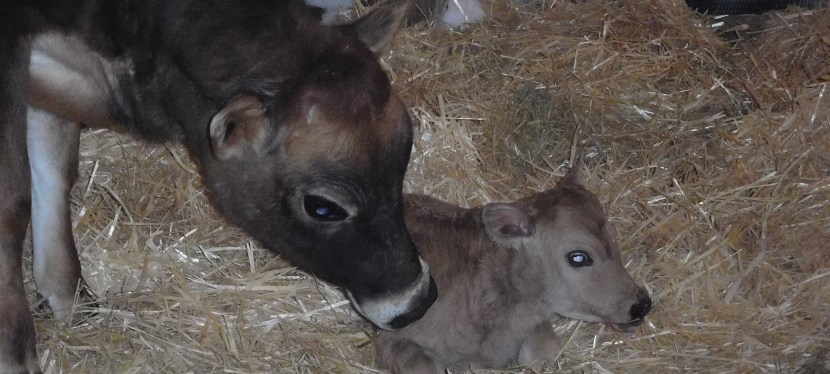 Bugaboo With Her Baby&nbsp;Girl!