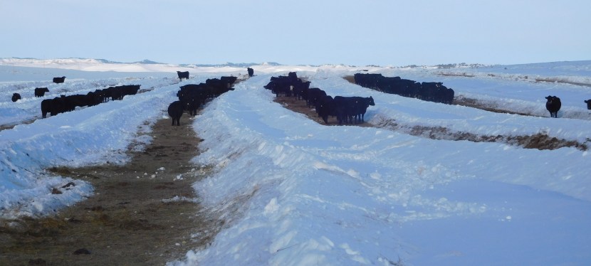 Snow and Calving