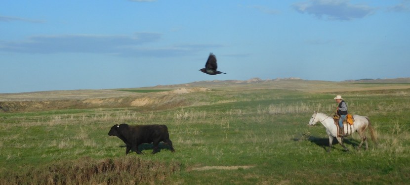 A true cowboy gathers EVERYTHING he&nbsp;finds!