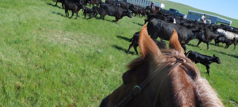 Corralling the Cattle