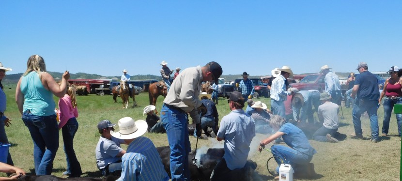 Traditional Brandings