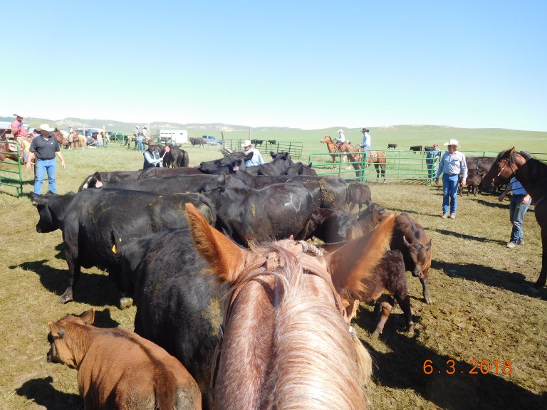 Working cows out before branding calves