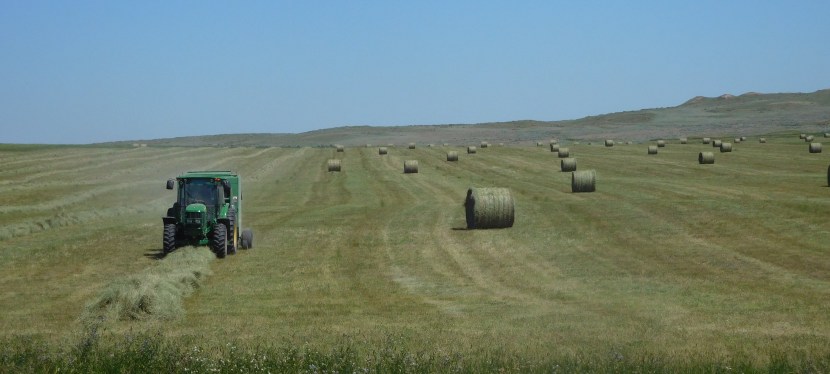 Glorious Hay