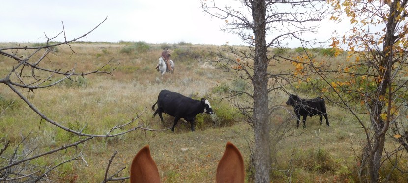 Preconditioning Calves