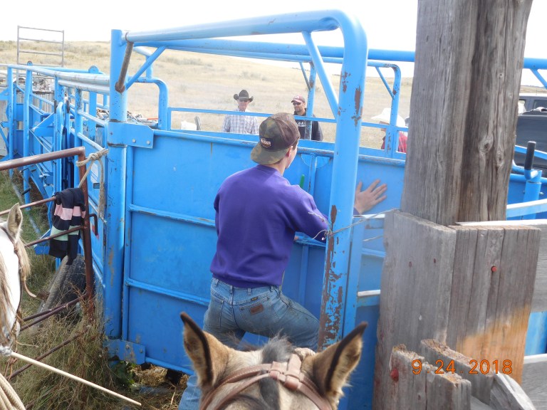 Crew working around tub to precondition calves