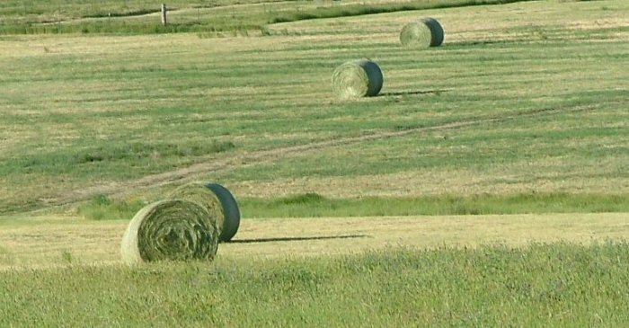 More Hay!