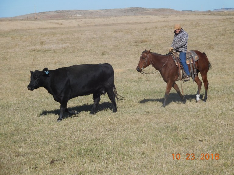 Pharaoh moving a cow around