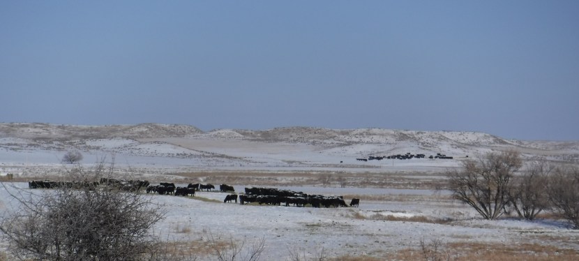 Filling Their Bellies