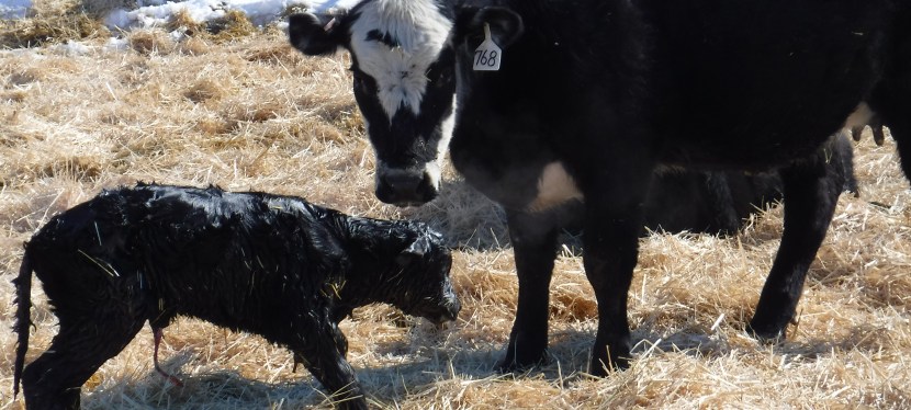 My #768 Has Heifer&nbsp;Calf