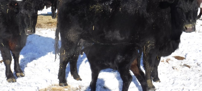 Caught in the&nbsp;Act