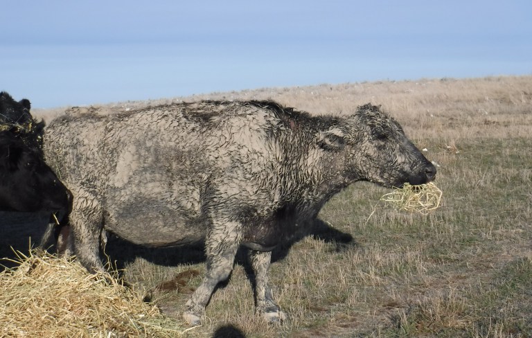 More of a mudder than a swimmer