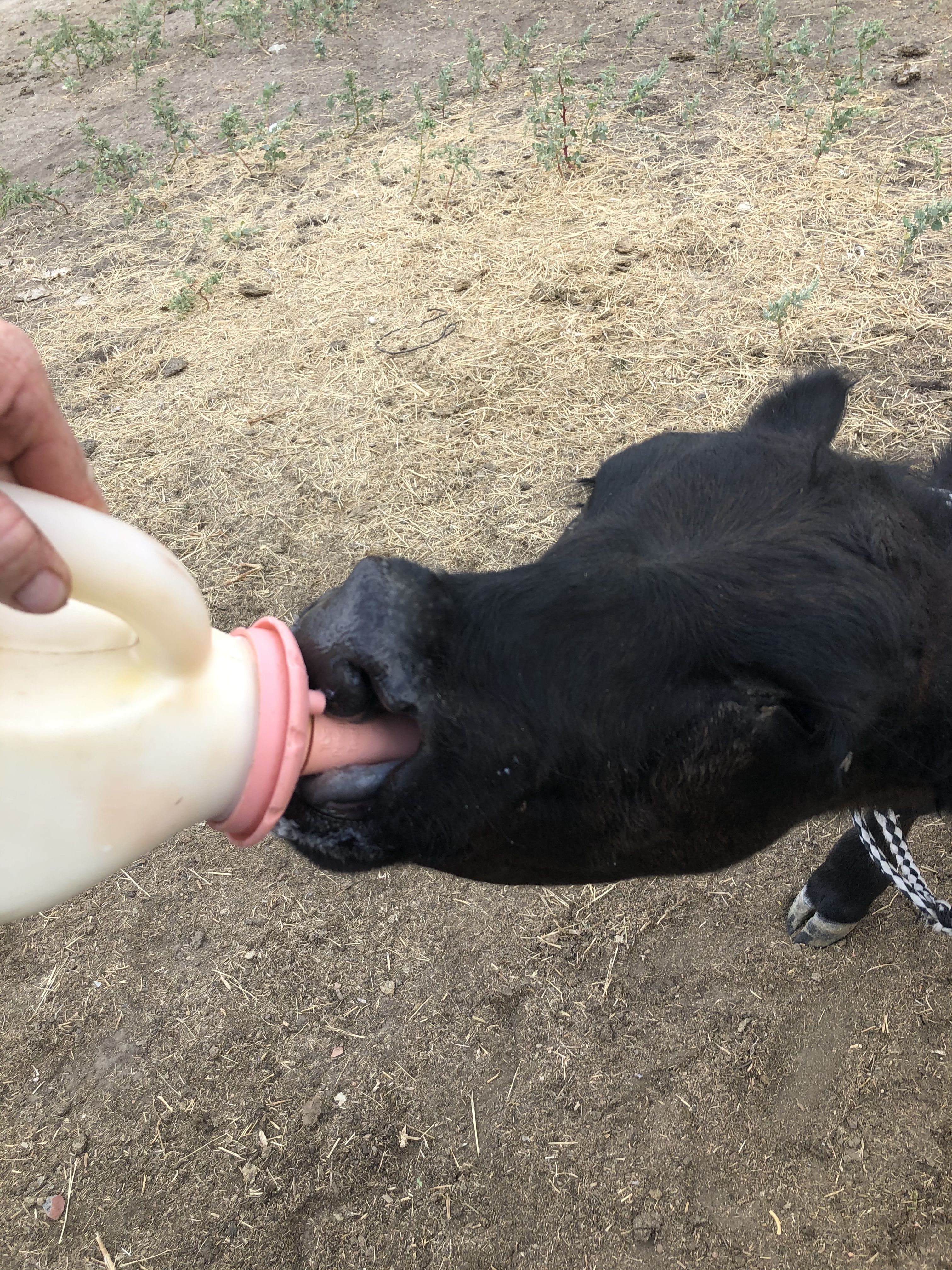 Cleft palate calf sucking bottle