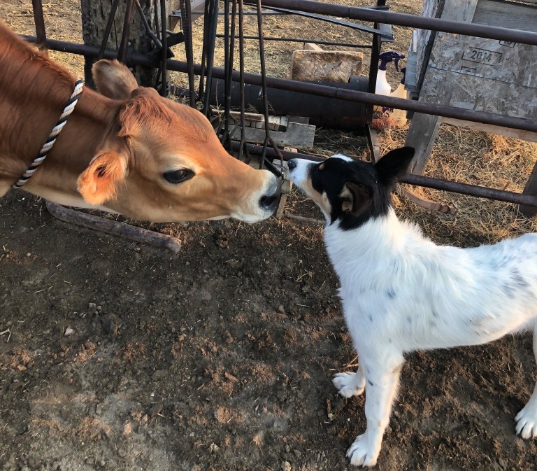 Dog and calf grooming
