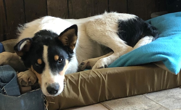 Hank resting on his bed