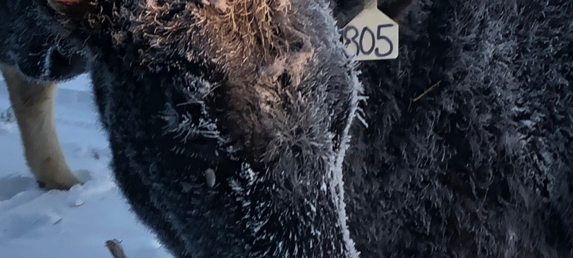 Brrrr – A Deep Cold&nbsp;Spell