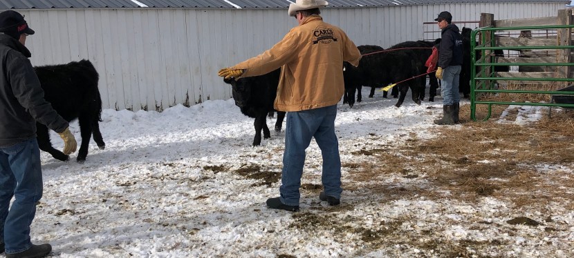 Cows of the&nbsp;Future